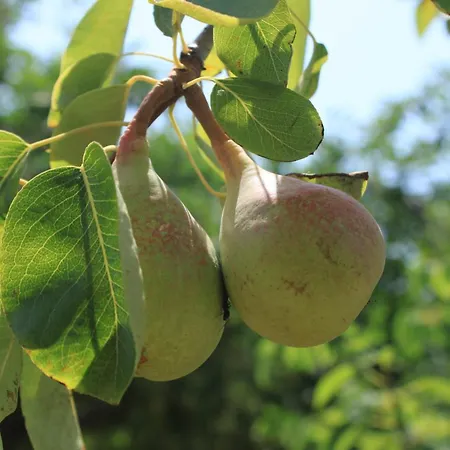 Seaside With A Swimming Pool - 829 Appartamento Ugljan